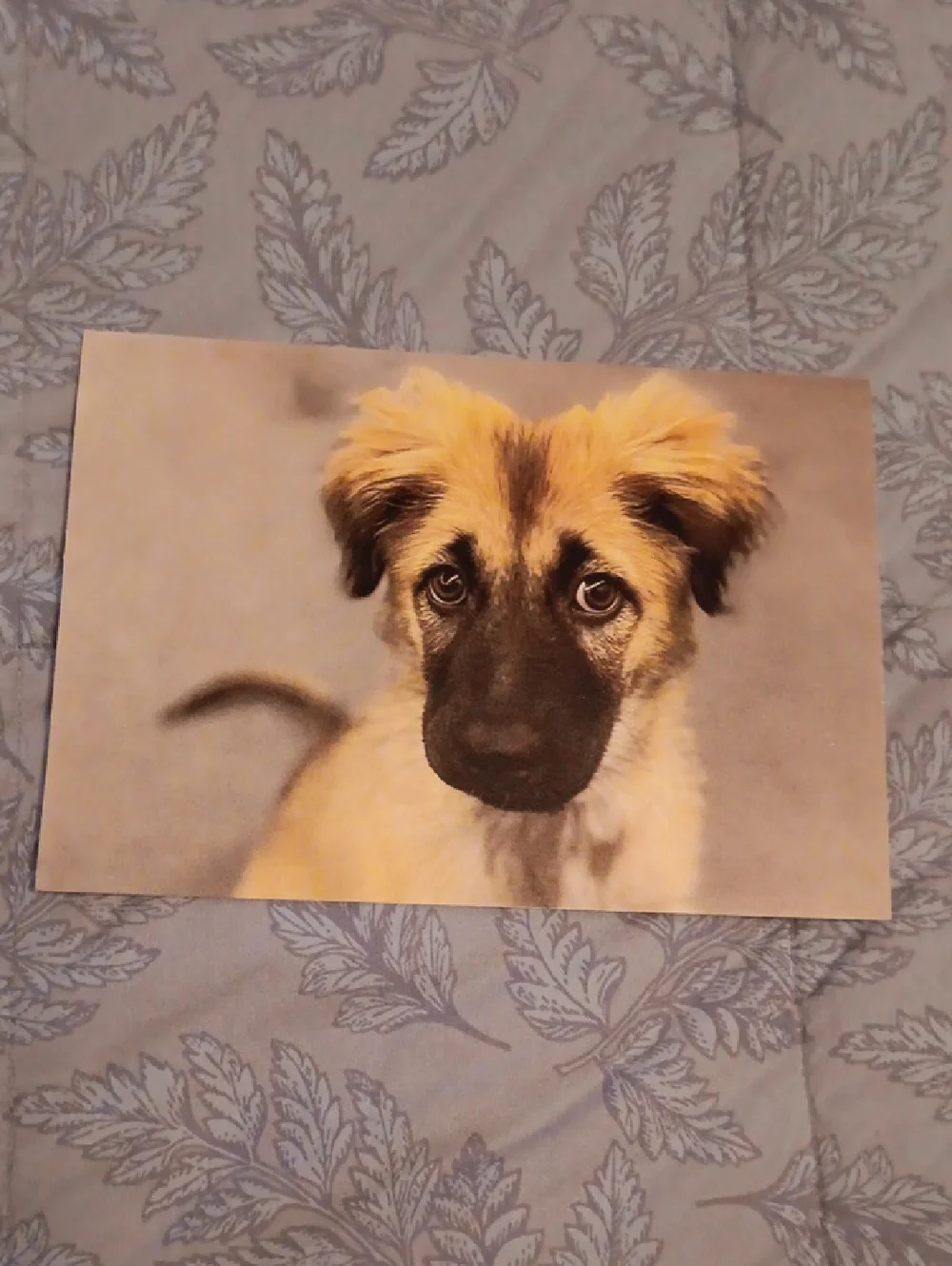 Animal Cards Dog/Puppy & Cat Set of 4 w-white envelopes included